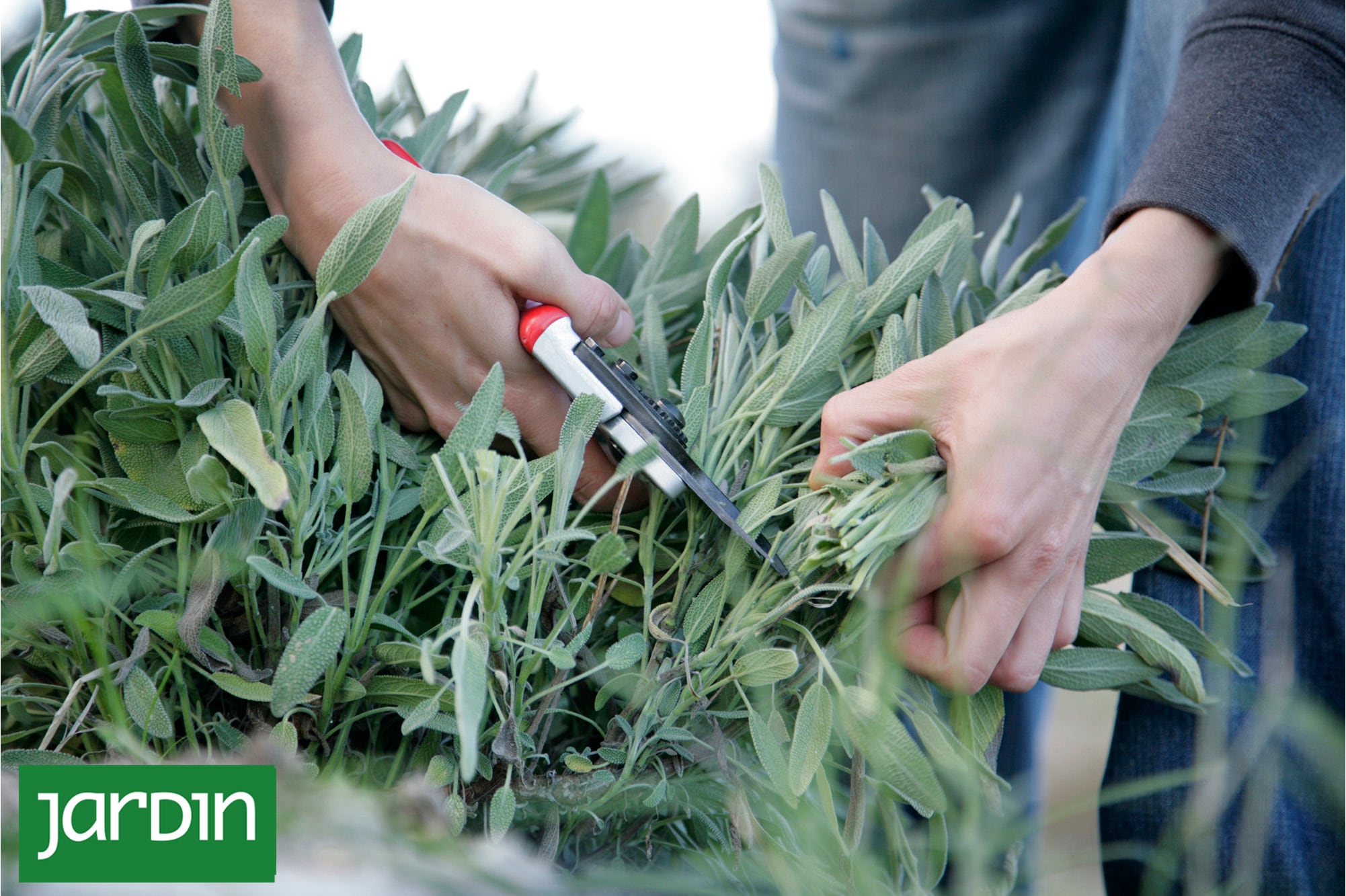 Cortar para que vuelva: Por qué las aromáticas necesitan una poda casi drástica en otoño