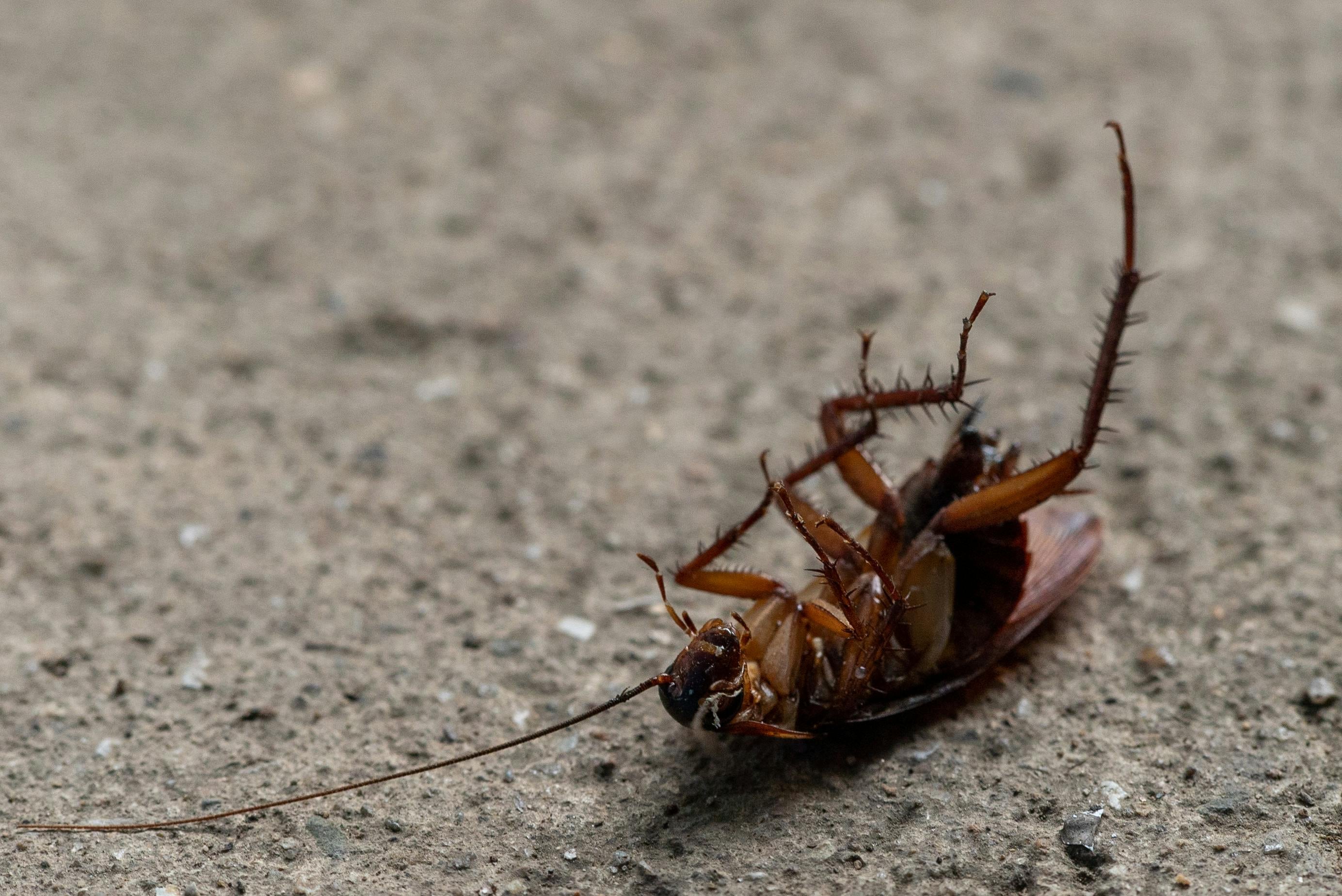 Las cucarachas son insectos presentes en la mayoría de las casas (Foto ilustrativa: PEXELS)