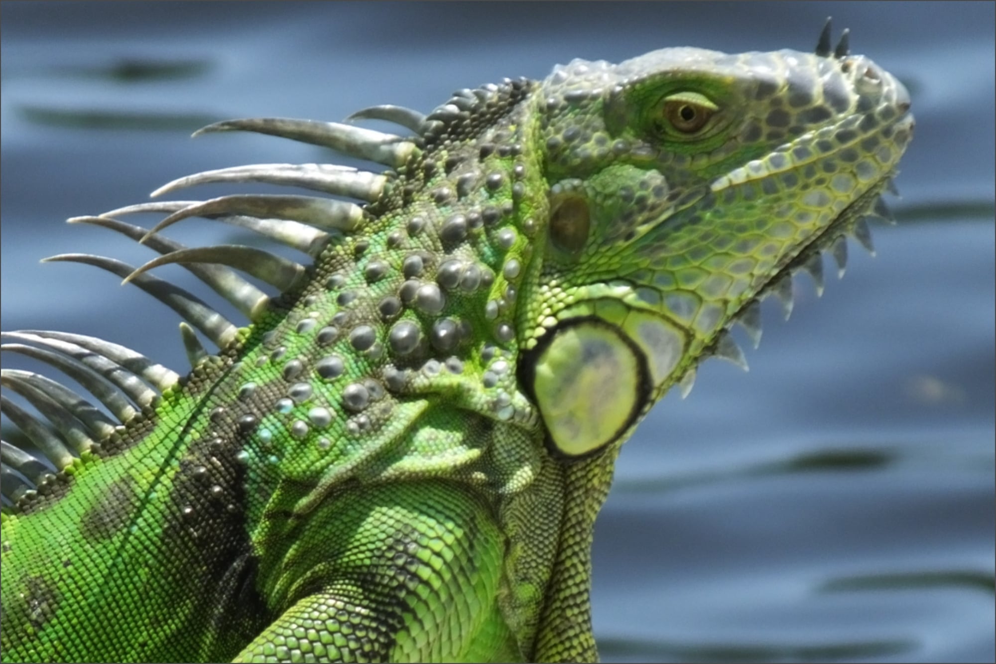 Las iguanas son consideradas como una especie invasora en Florida