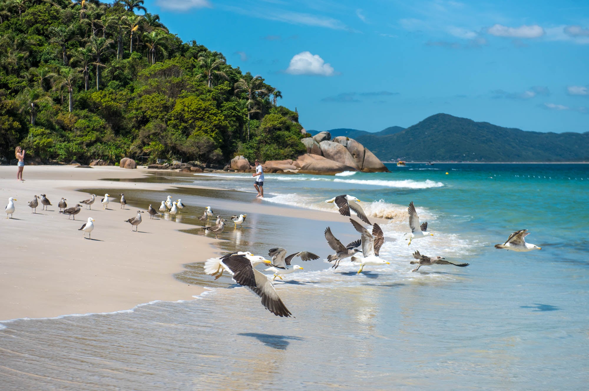 Ilha do Campeche es la mejor playa de Florianópolis, según la IA
