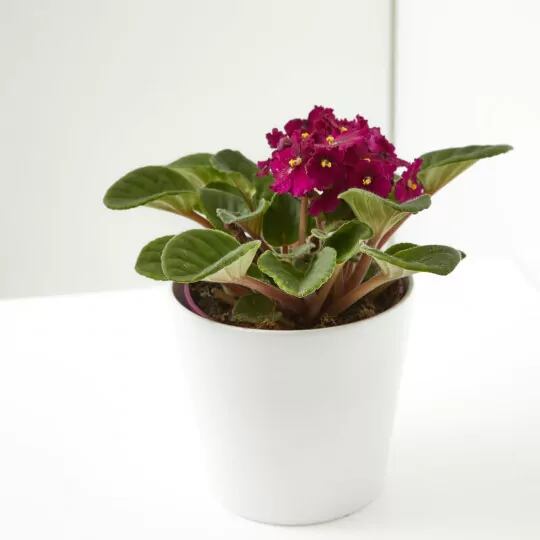 La violeta africana florece durante todo el año y cuenta tiene diversos colores