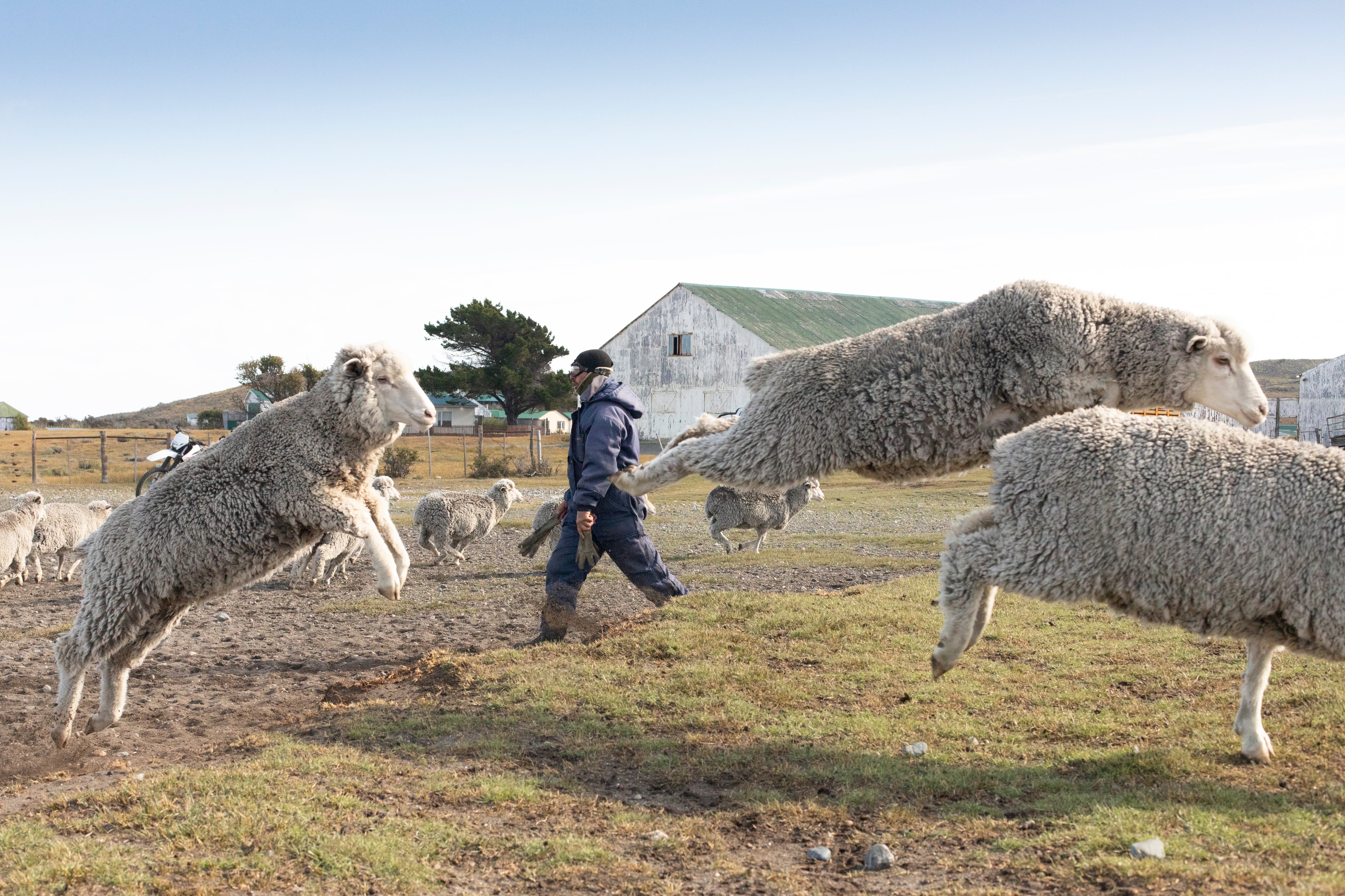 Arreo de ovejas en la estancia.