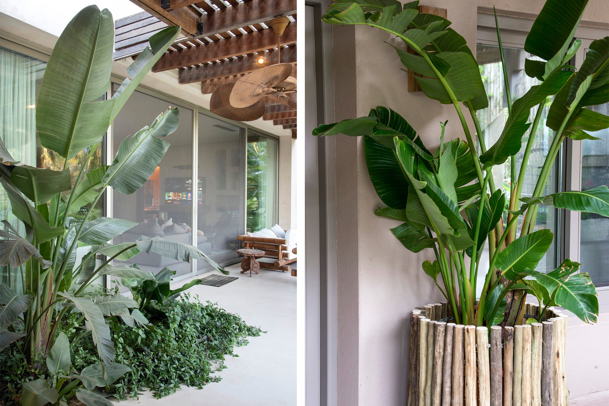 Strelitzia nicolai, ideal para ambientes con mucha luz natural y techos altos