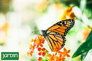 Esta es la planta que hay que cultivar para tener un show de mariposas en tu jardín
