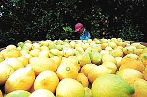 Omodeo explicó que este salto se debe básicamente a una caída de la producción en España y Turquía, los dos grandes jugadores del hemisferio norte: “Si bien exportamos en contraestación, la caída en la producción de esos países permitió una ventana de ingreso más amplia y una demanda mucho más sostenida”