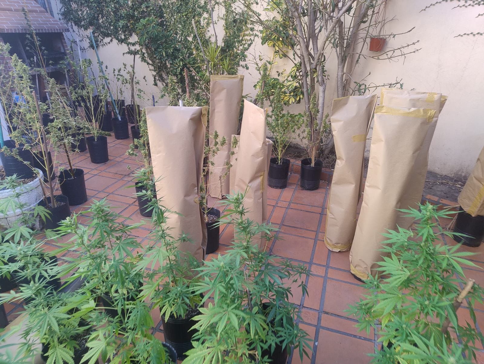 Un ladrón cayó al intentar robar marihuana y reveló un vivero clandestino cuyo dueño sigue sin ser identificado