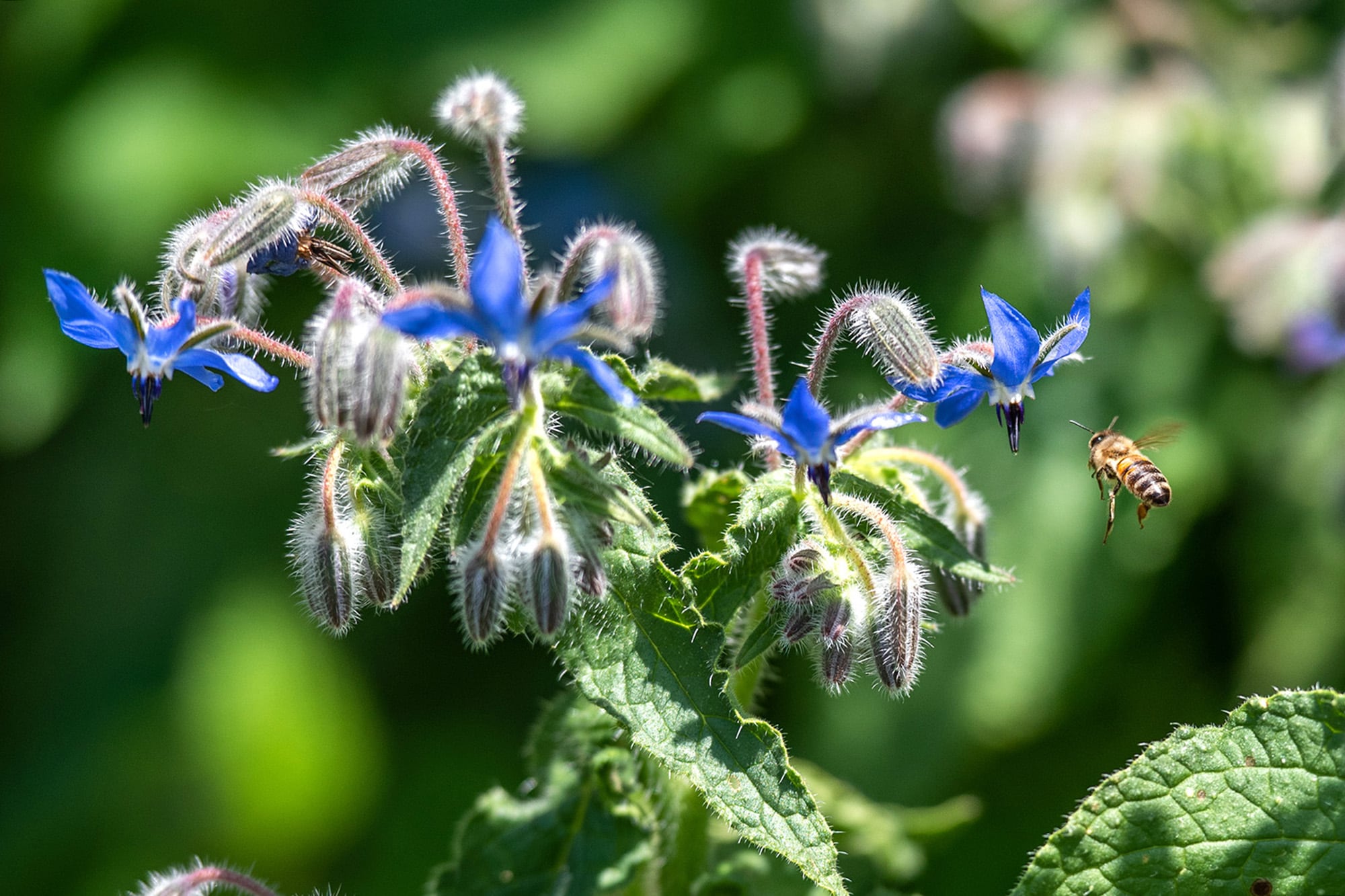 Para quienes buscan algo más que lo de siempre: sabor, salud y un azul único