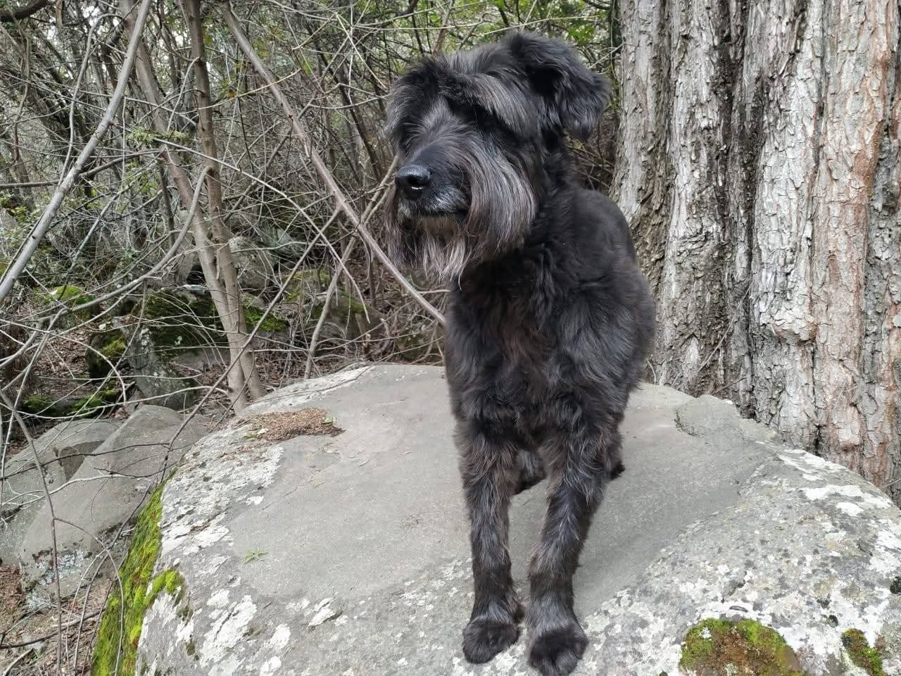 Quiso adoptar un Golden pero el destino lo cruzó con una perra especial: "No avisó sobre la gravedad de su dolor"