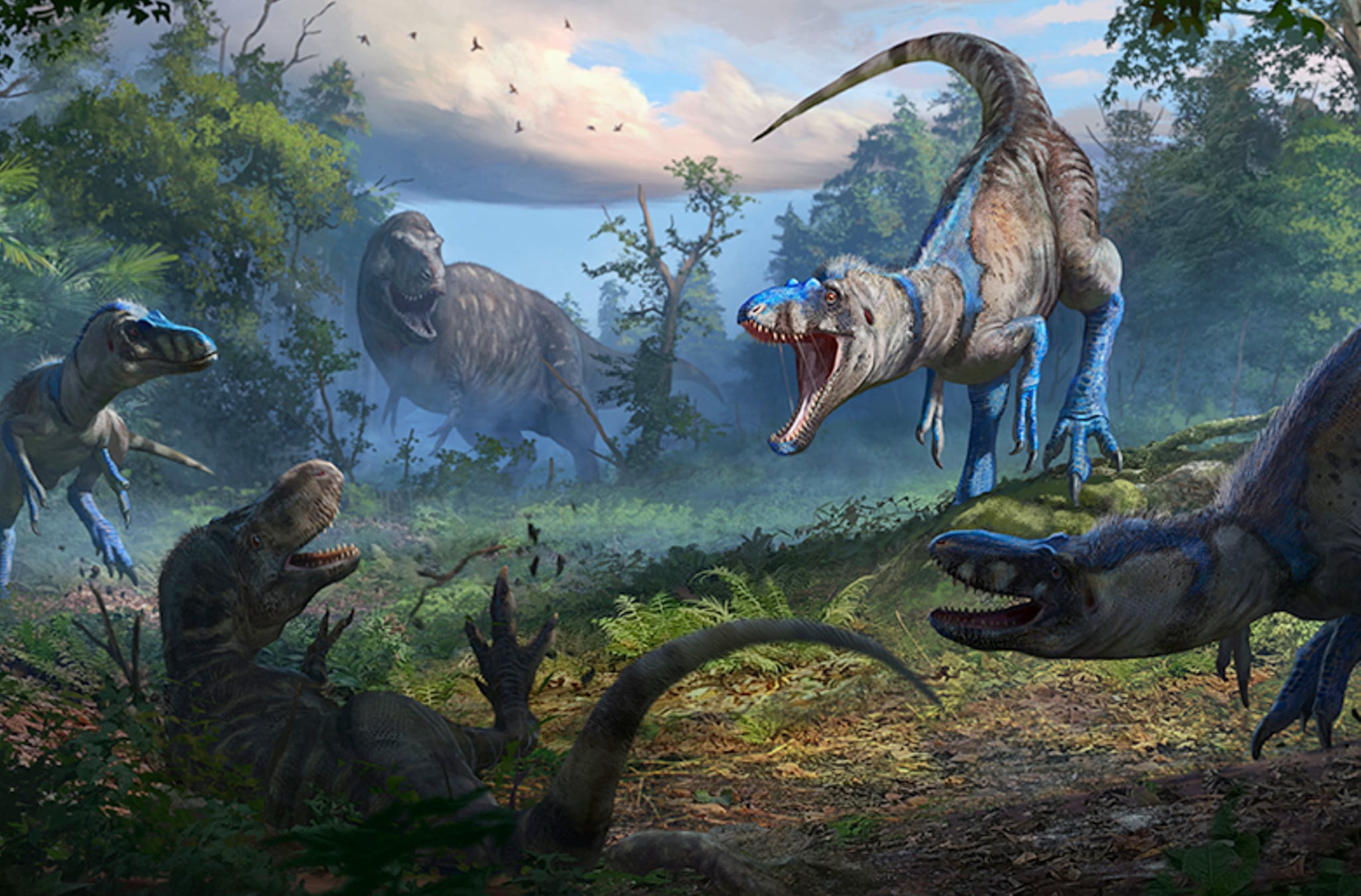 Los T-rex y otros terópodos carnívoros, como los abelisáuridos y los carcharodontosáuridos desarrollaron más sus cráneos que sus brazos, por lo que perdieron fuerza y tamaño en el proceso de evolución