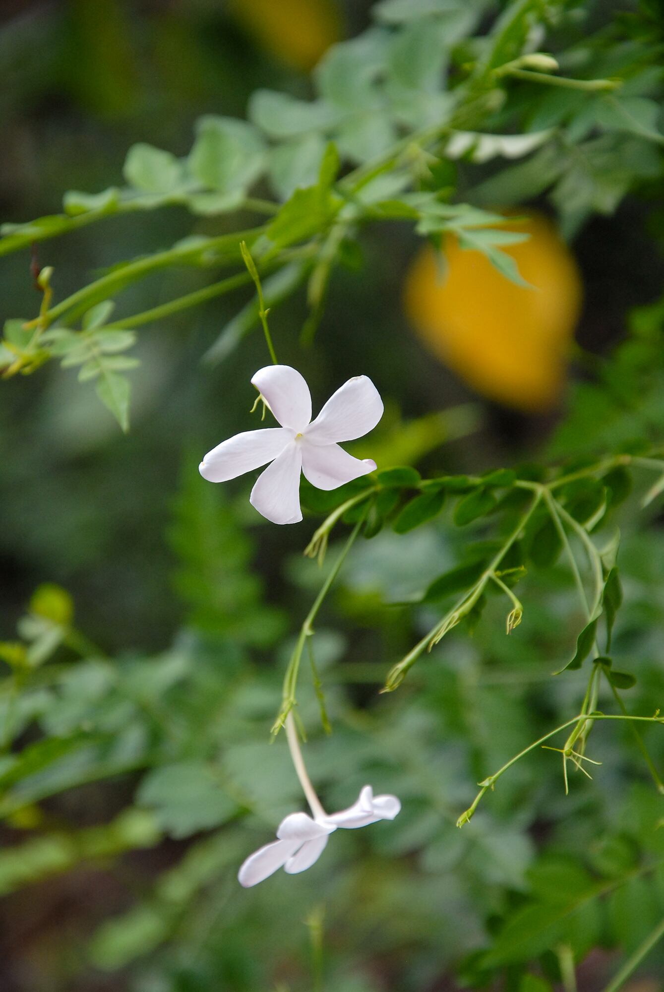 El jazmín del país, Jasminum officinale, es perfecto para cultivar a pleno sol, al reparo del frío