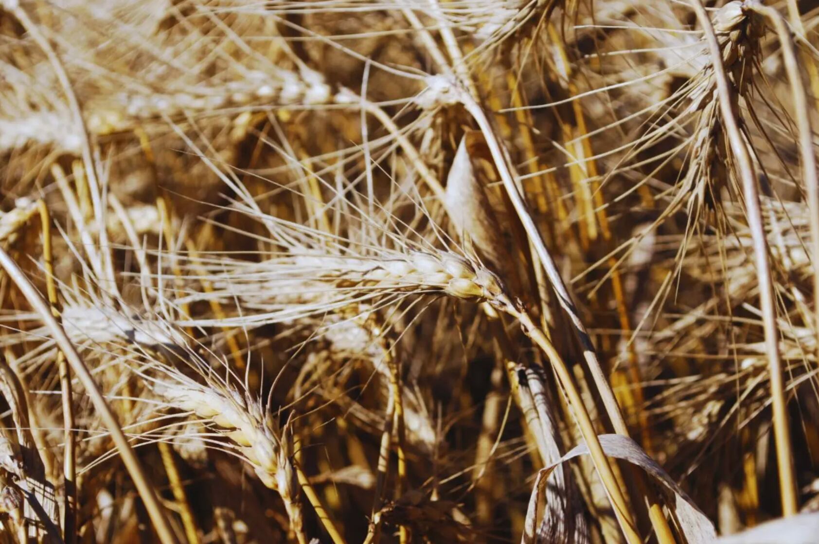 Retenciones: en cuánto quedaron después del anuncio