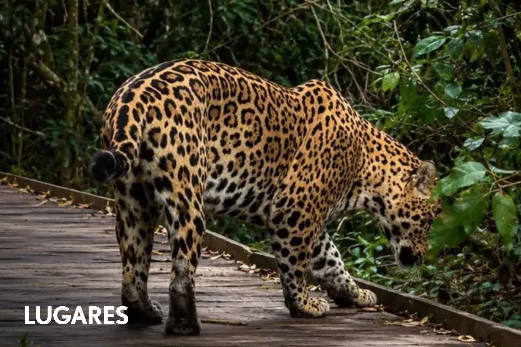 Parques Nacionales y los prestadores de Iberá llegaron a un acuerdo para recibir turistas en los senderos con presencia de yaguaretés