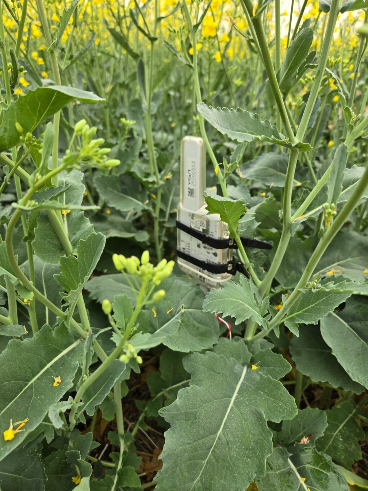 La tecnología permite detectar si al cultivo le falta agua o nutrientes antes de que aparezcan síntomas visibles
