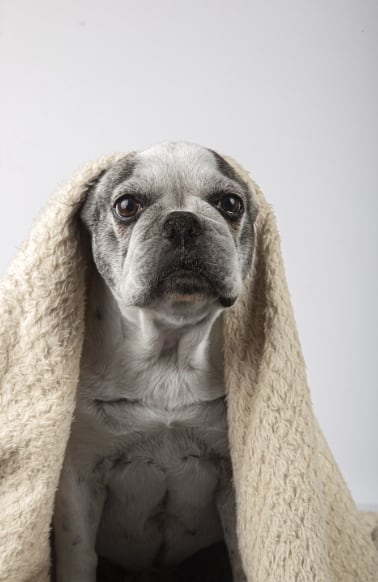Cómo saber si tu perro tiene frío y prevenir problemas de salud en invierno (Foto: Freepik)