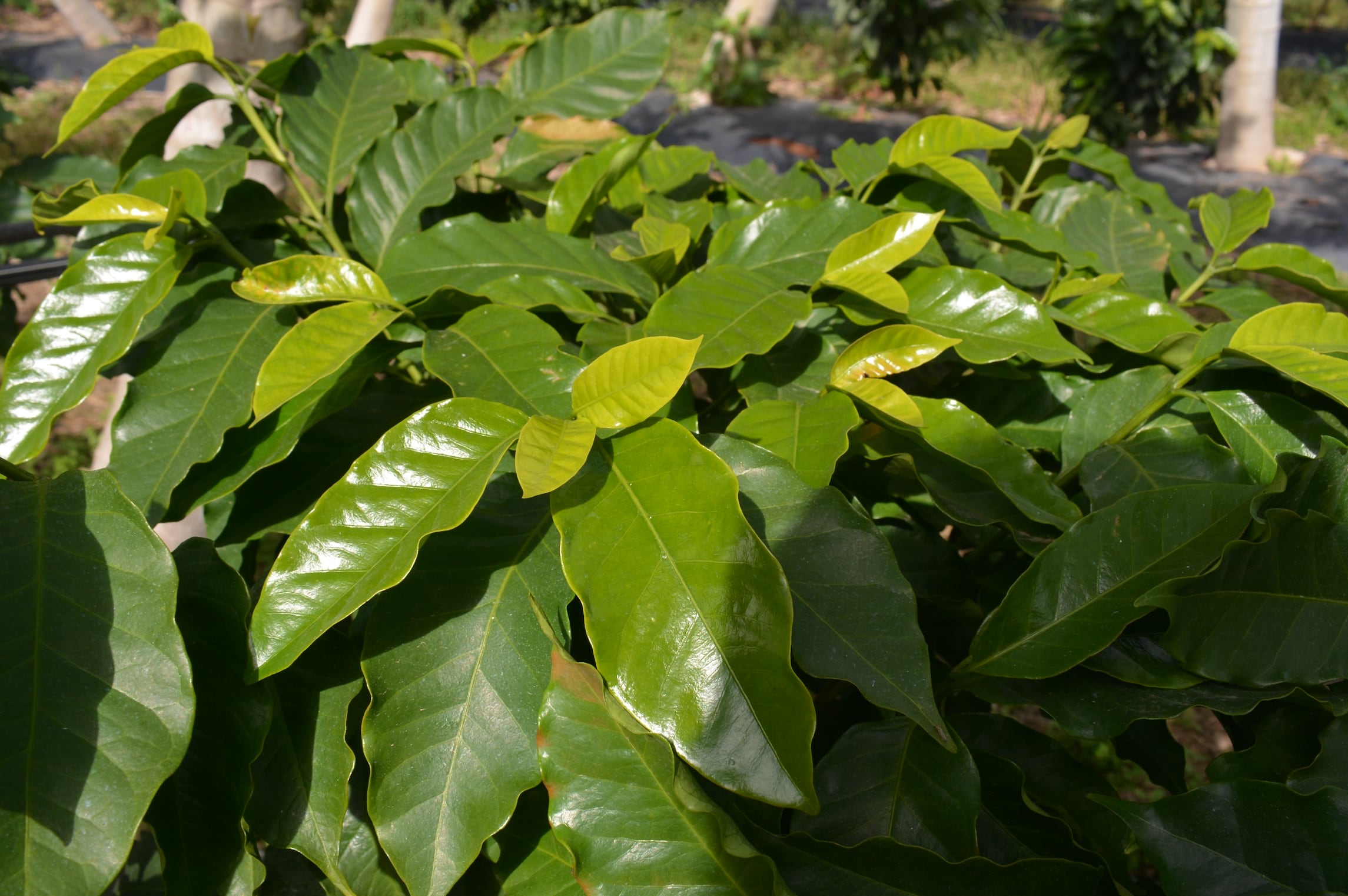 Toda la superficie cuenta con riego por goteo y sistema de mulching, una combinación poco frecuente incluso en otras regiones cafeteras