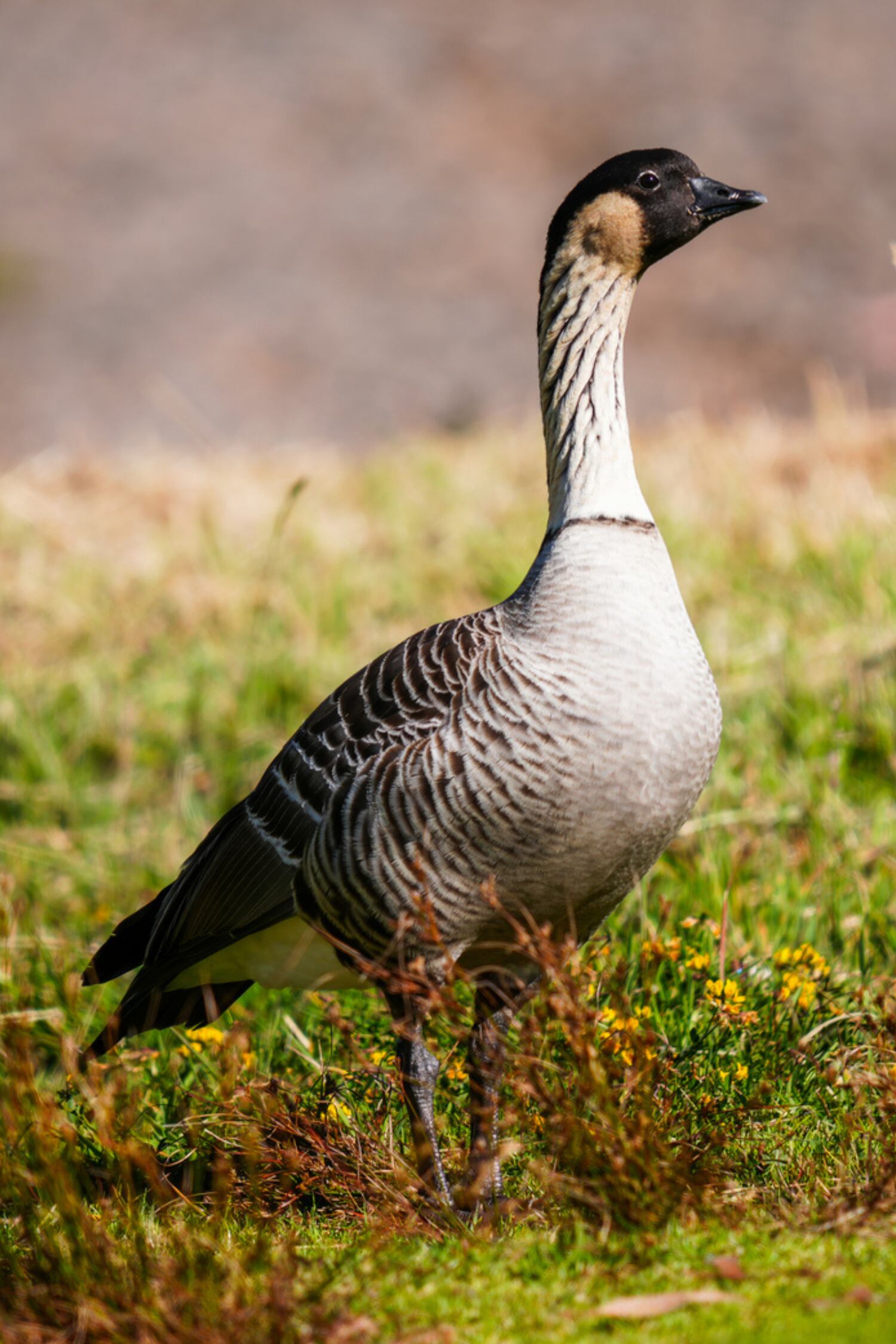 El ganso hawaiano, la focha hawaiana y el pretel hawaiano son algunas de las especies que peligran a causa de los gatos salvajes de Hawái