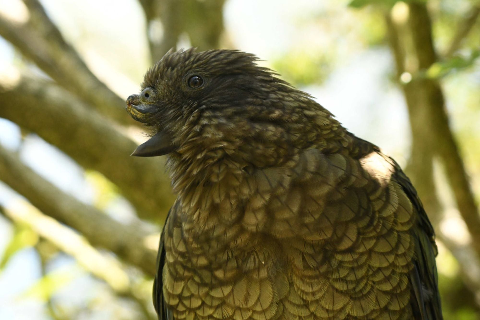 Bruce es un loro kea de 13 años que reside en la Reserva de Vida Silvestre Willowbank, en Nueva Zelanda, y es el líder de su grupo