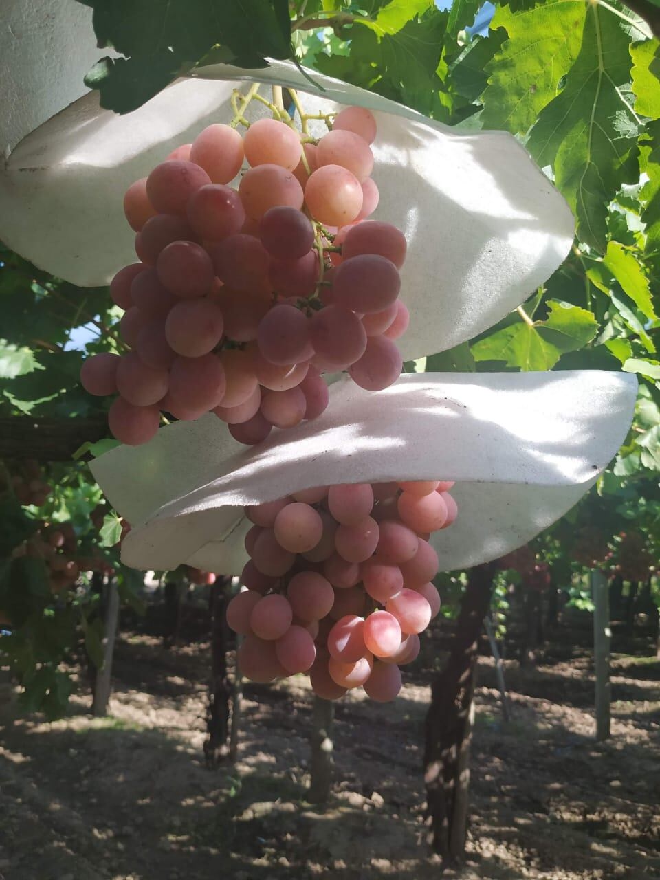 Ampliaron la producción de uva Red Globe y también instalaron nuevas cámaras frigoríficas