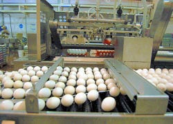 A Japón, Rusia y países europeos: una empresa coloca miles de huevos en el mundo tras una importante alianza