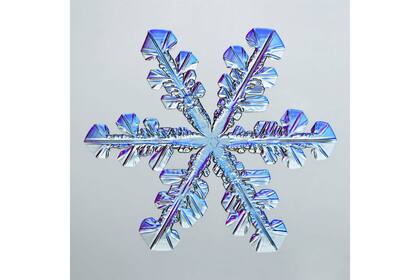 5. Copo de nieve (Caleb Foster, Estados Unidos)