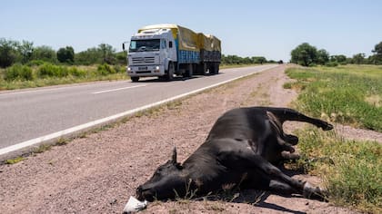 5-Los animales sueltos son embestidos continuamente