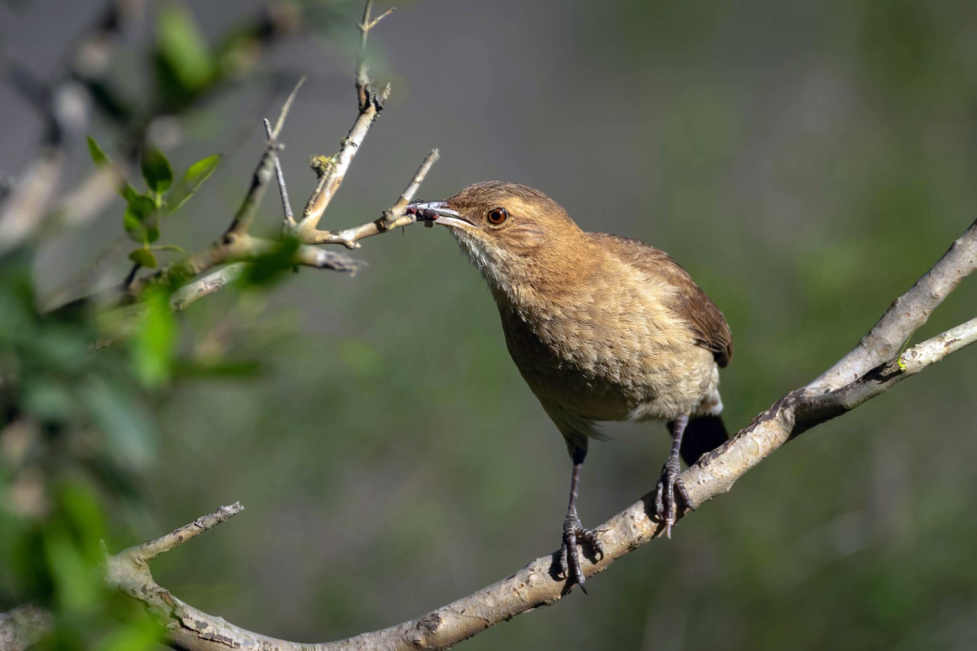 Ni el sol ni los enemigos: por qué los horneros cambian de lugar la puerta de su nido