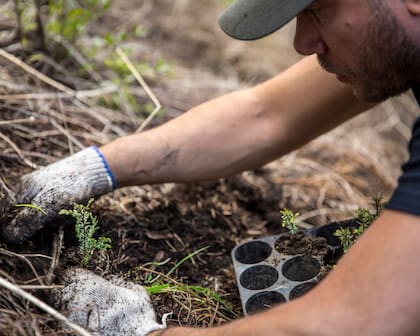 53 voluntarios trabajaron para reforestar un bosque del Parque Nacional Los Alerces