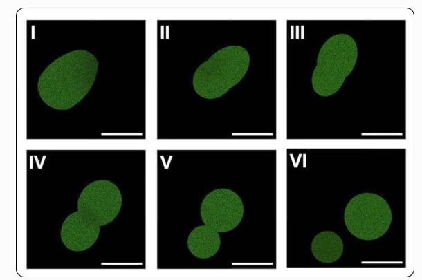 Un paso hacia la vida artificial: crean una célula sintética capaz de crecer y reproducirse