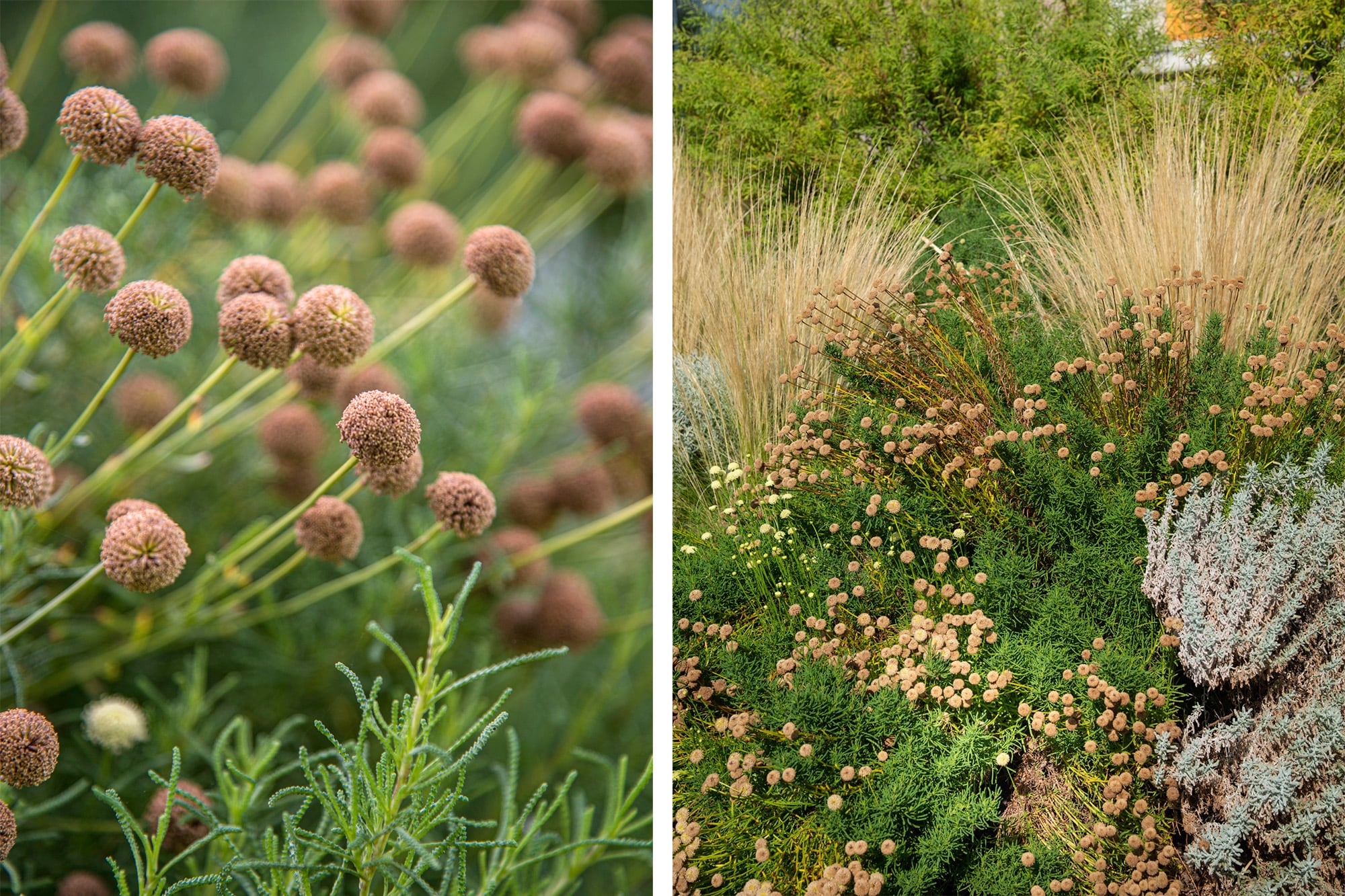 Las flores secas son una oportunidad decorativa en los jardines naturalistas