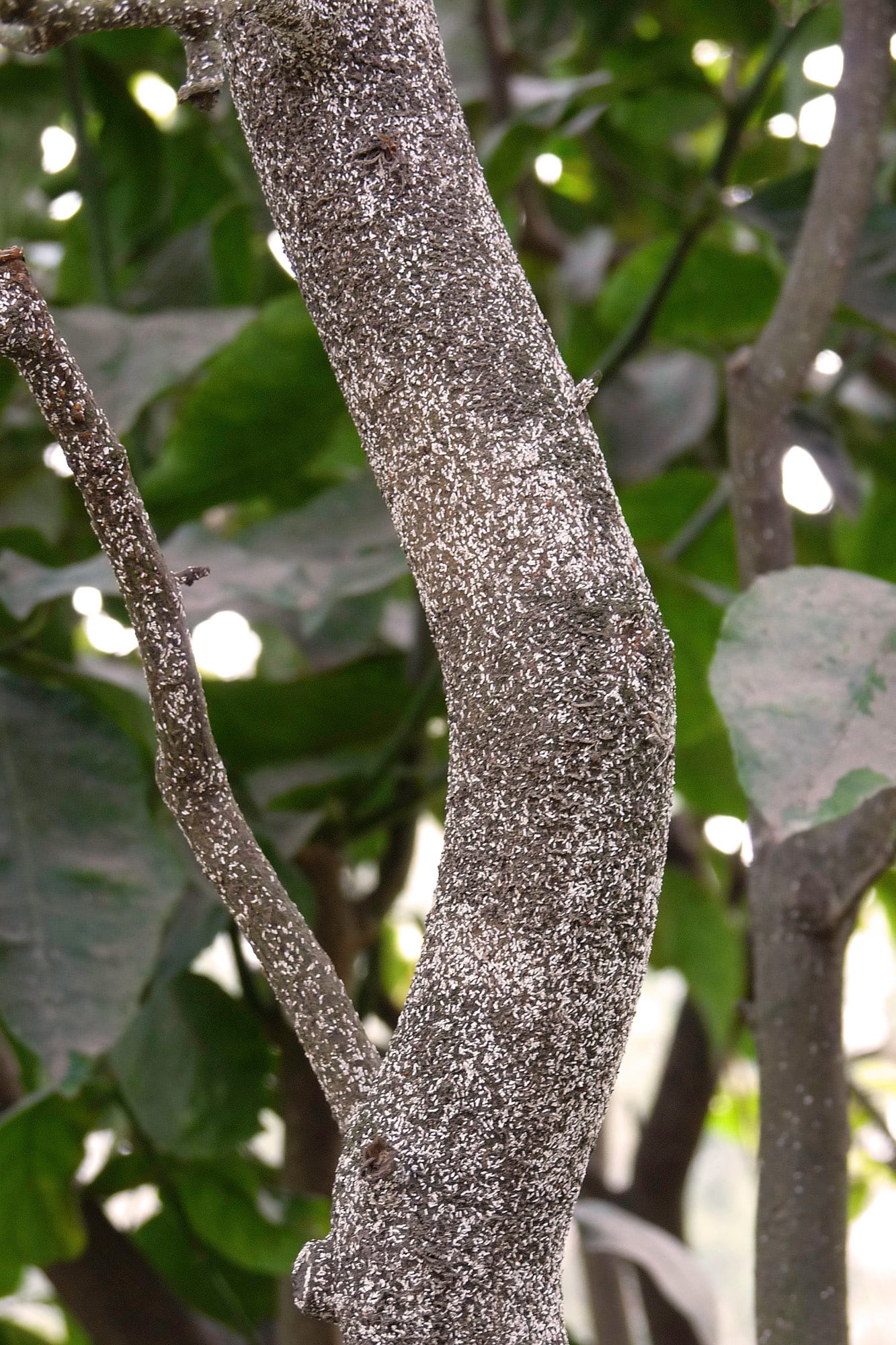 Las cochinillas algodonosas se encuentran principalmente en las axilas de las hojas, los brotes y en las partes inferiores de las hojas