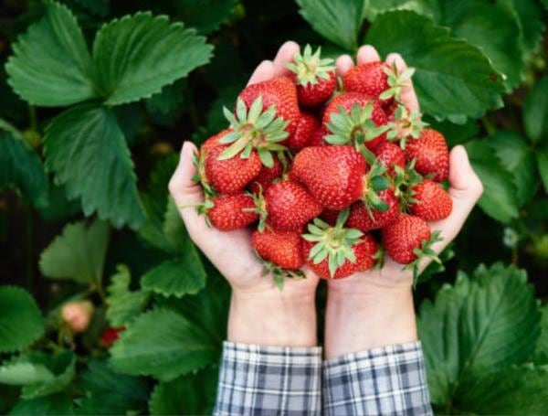 Las frutillas ayudan a la salud cardiovascular