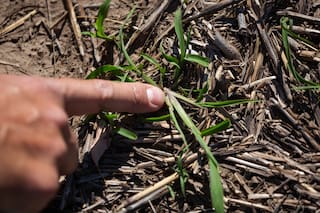 La clave frente a la lucha contra el aumento de las malezas resistentes