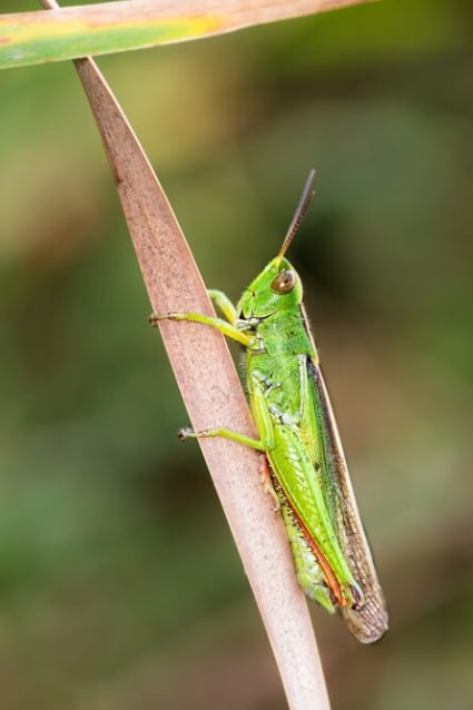 Qué significa que los grillos frecuenten tu casa o jardín (Foto: Freepik)