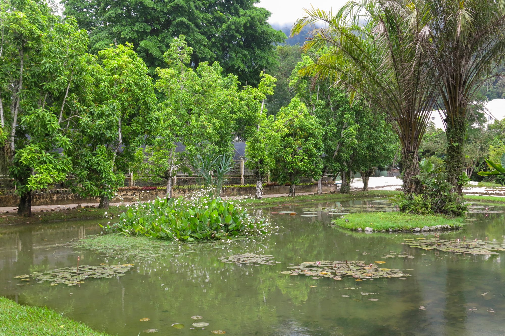 Un lago con nenúfares es parte del paseo del Jardín Botánico de Río
