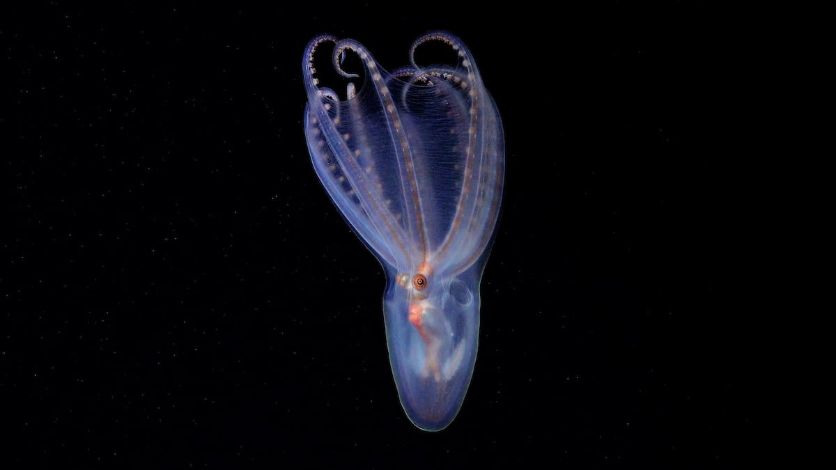 Un asombroso pulpo telescopio (Amphitretus sp.) documentado a 888 metros de profundidad en el cañón de Mar del Plata