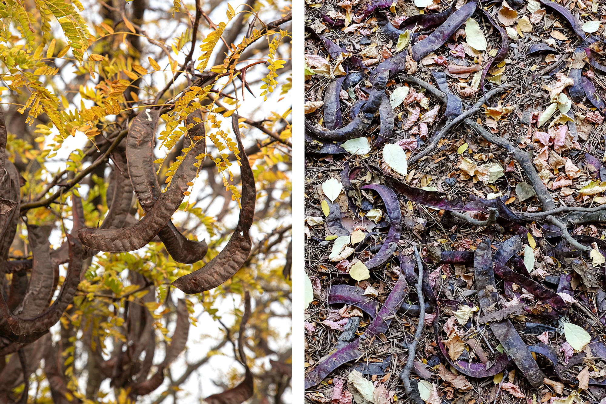 Las semillas de la acacia negra pueden permanecer en el suelo y germinar cuando encuentran condiciones favorables