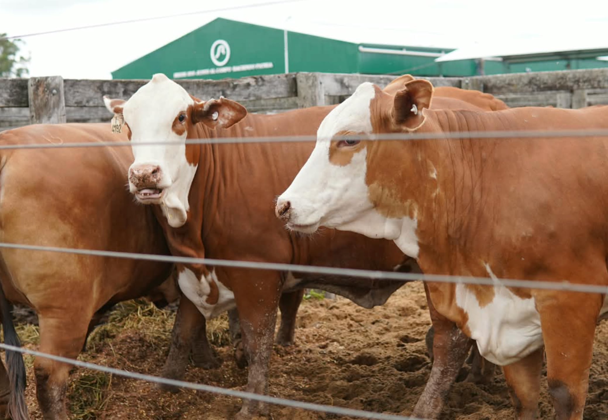 La retención de vientres, el aumento del peso de faena y la búsqueda de más kilos por animal aparecen como algunas de las señales de una actividad que intenta recomponer su capacidad productiva