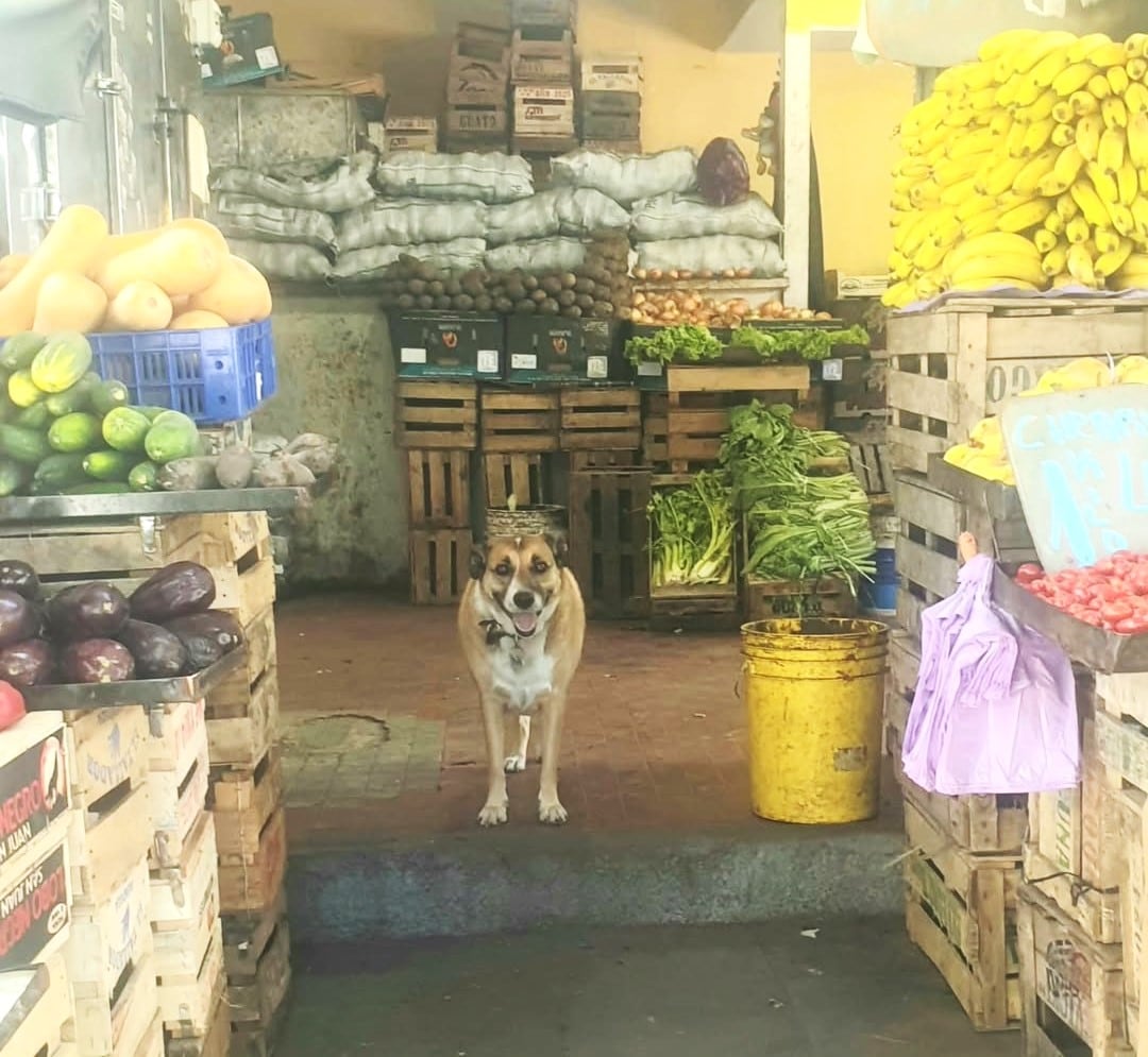 Laica visita todos los días la verdulería de la cuadra.