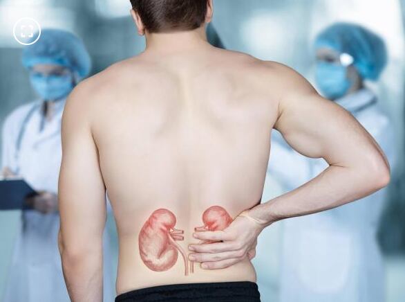 El ortosifón contribuye a la eliminación de toxinas a través de la orina