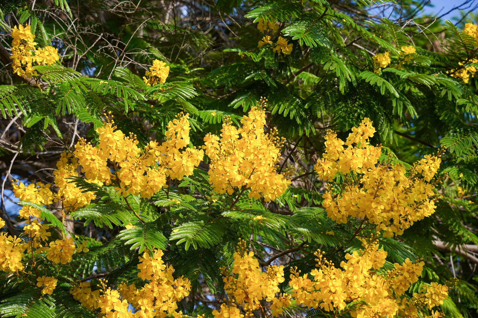Cuando florece, el Ibirá pitá transforma su copa en una cascada de flores amarillas, una de las imágenes más llamativas de los árboles nativos argentinos