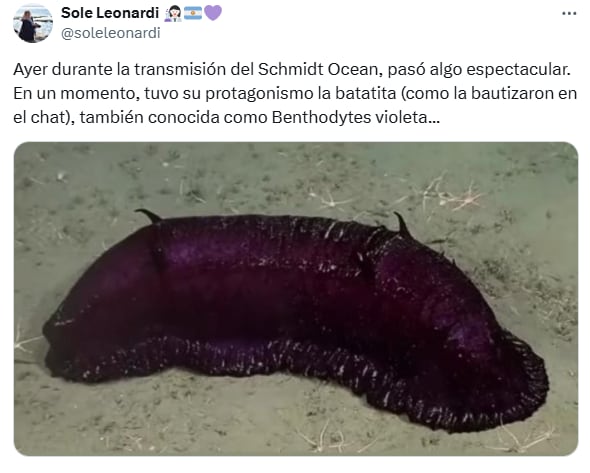 Los mejores comentarios del streaming del Conicet en las redes (Foto: X @soleleonardi)