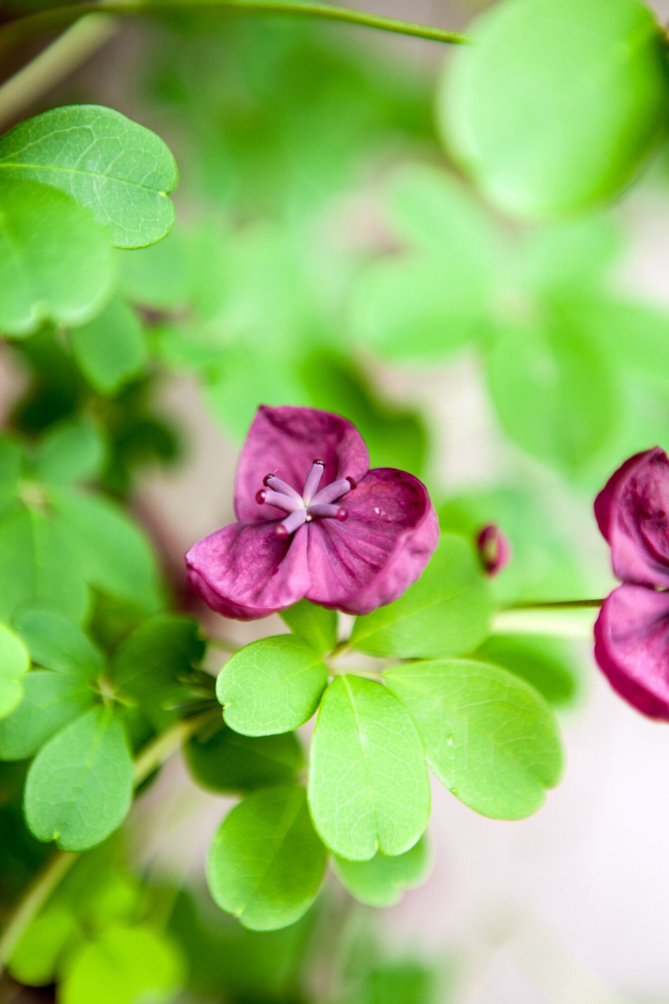 Otra imagen de la Akebia quinata.