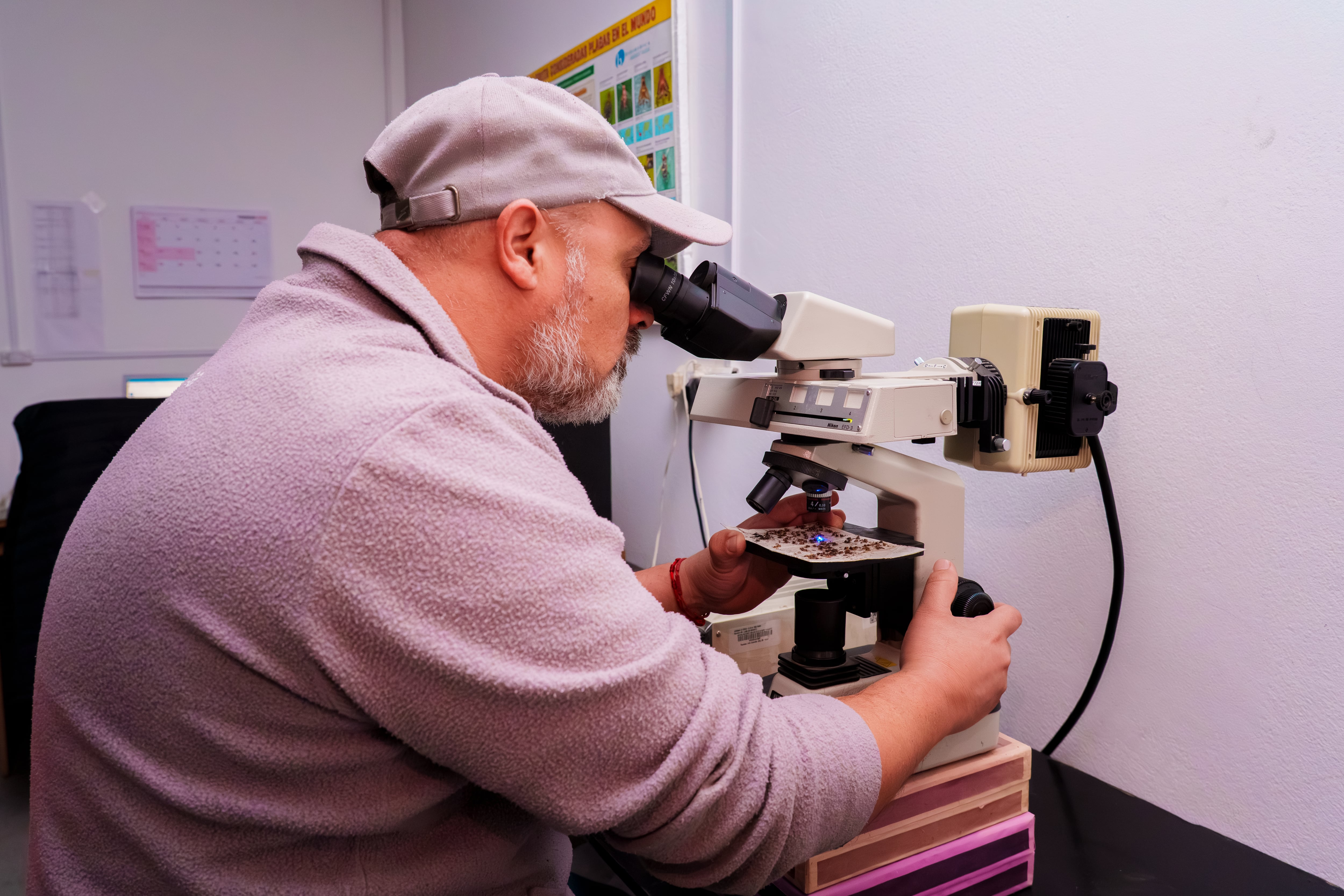 El programa de control de mosca de los frutos suma un sistema que mejora la calidad de las liberaciones