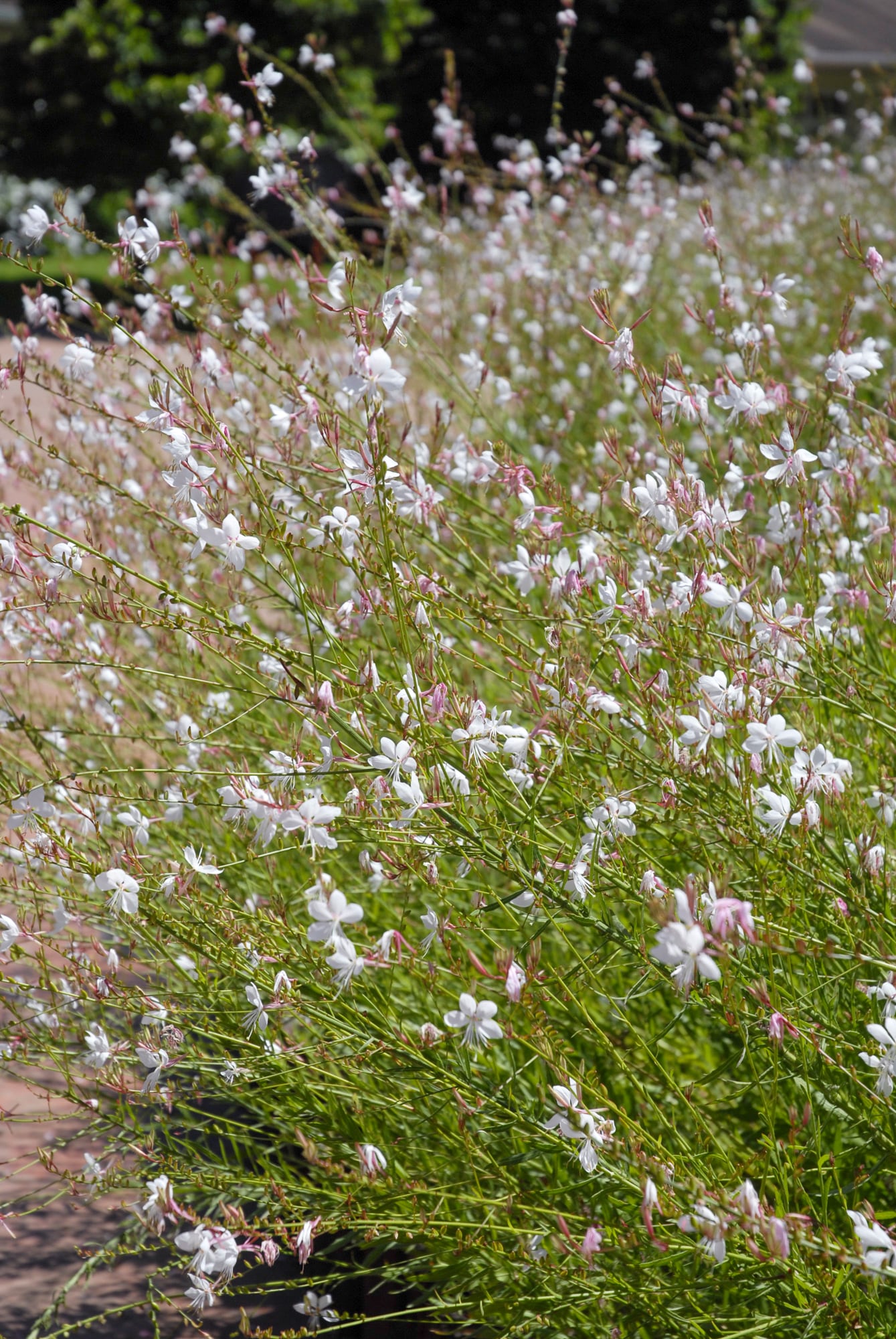 La gaura florece con apariencia espontánea, pero detrás de esa abundancia hay una poda estratégica
