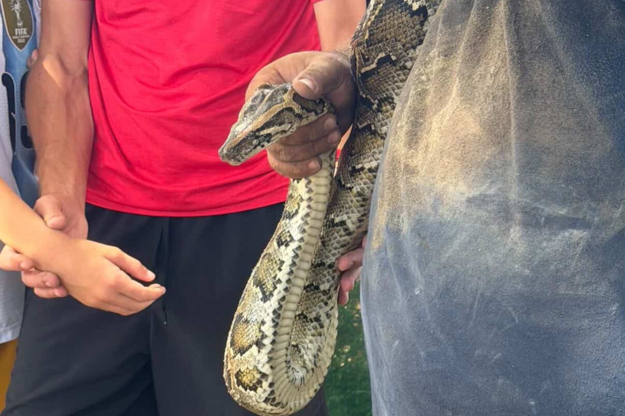 Un especialista acudió al lugar para extraer al animal y asegurar el área