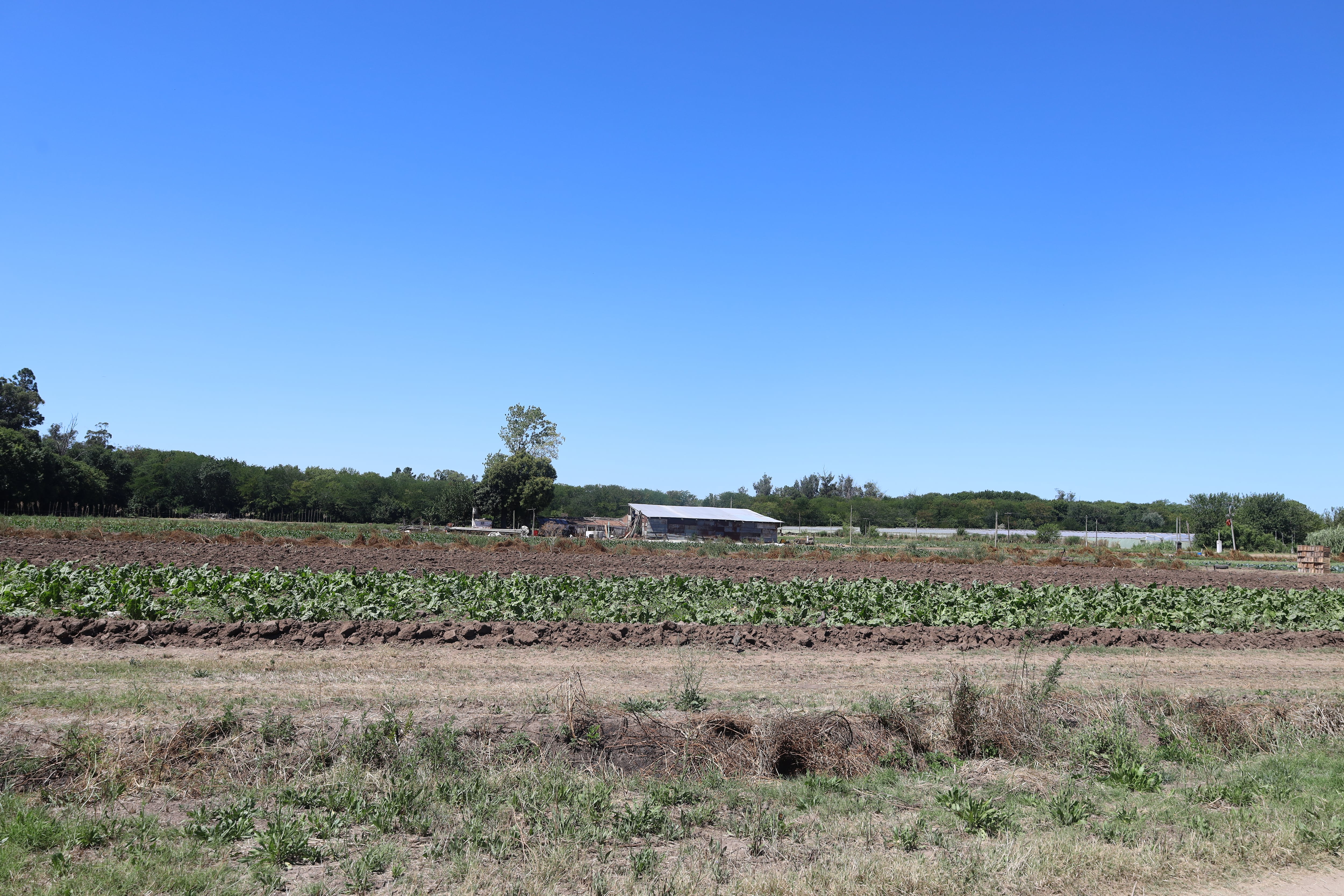 En ese predio, hay al menos 300 familias que habitan y cultivan tierra, principalmente tomates, frutillas y hortalizas de hoja
