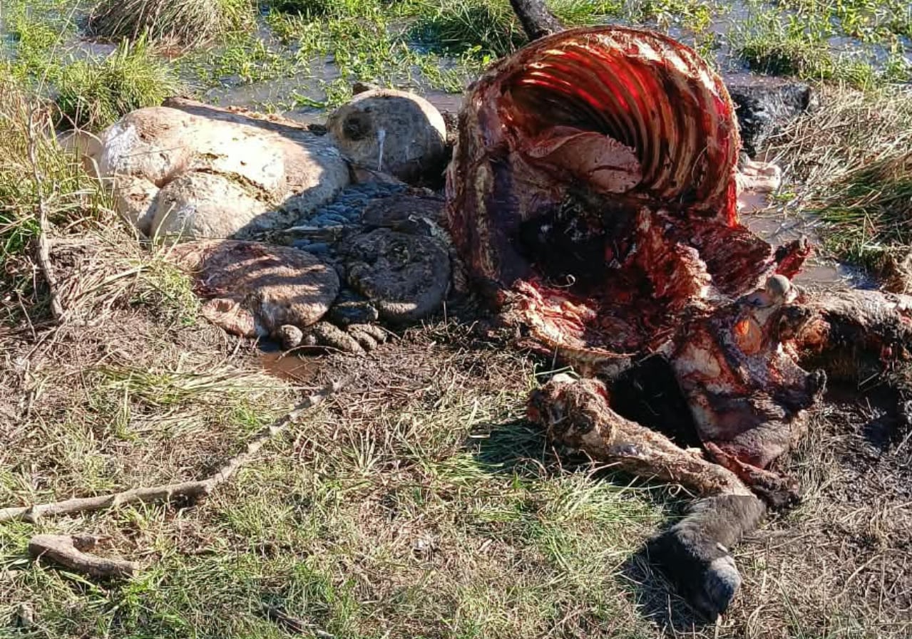A Álvaro Prevero le faenaron nueve animales en menos de un mes