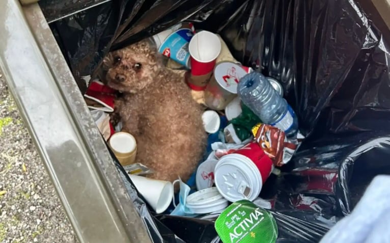 Fue a tirar la basura, escuchó que algo se movía dentro y al ver quién estaba ahí se quedó sin palabras