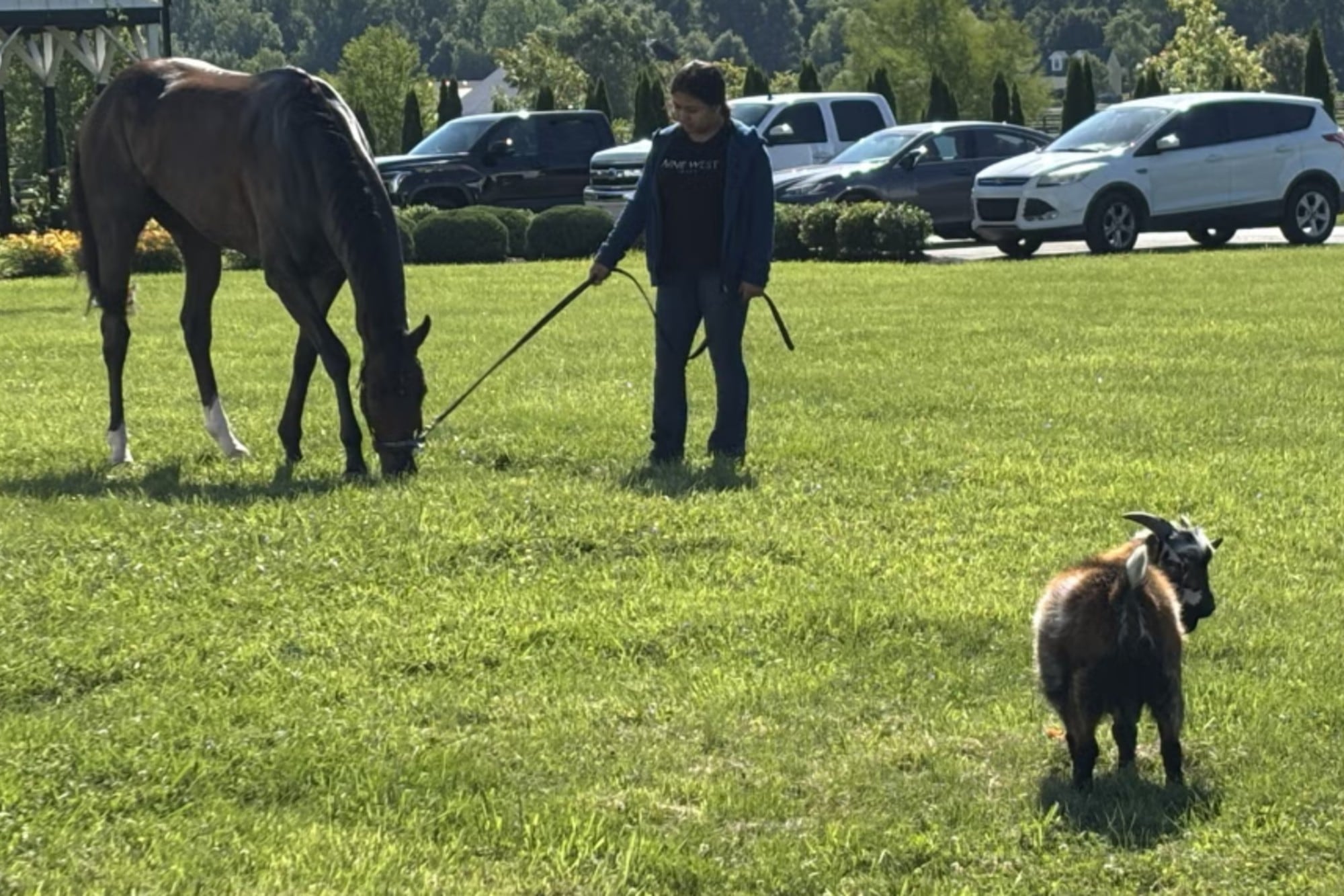 Burnham Square, el caballo que no para de ganar carreras desde que convive con… Messi