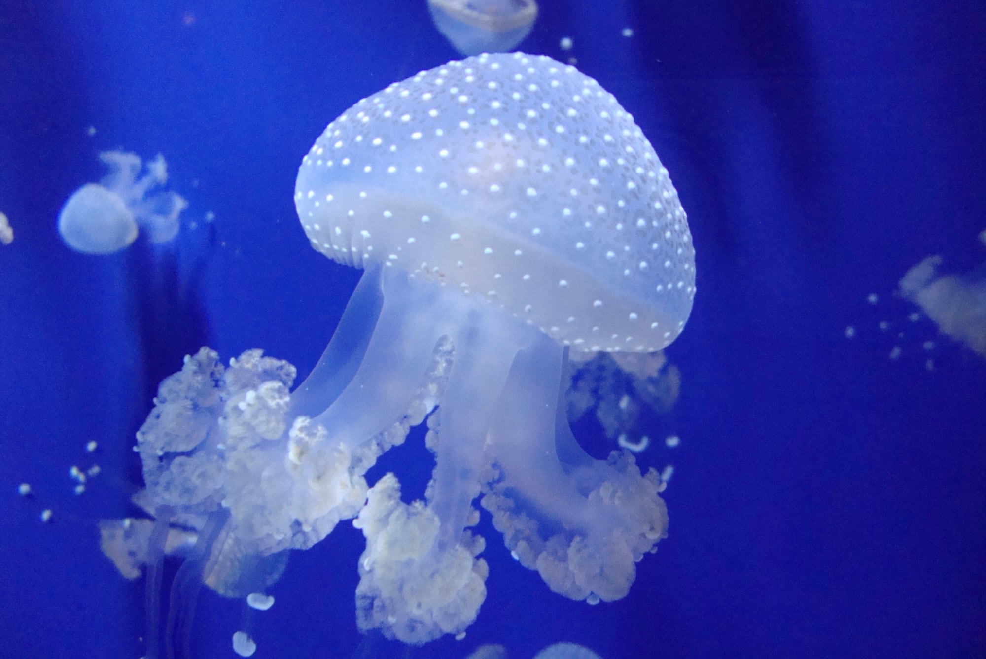 Las medusas australianas se volvieron una especie invasora en Texas